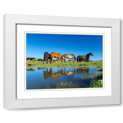Horses on their mountain pasture at lake Song Kol  White Modern Wood Framed Art Print with Double Matting by Zwick, Martin
