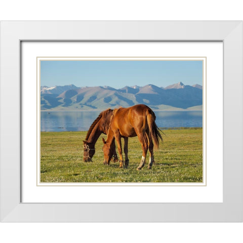 Horses on their mountain pasture at lake Song Kol  White Modern Wood Framed Art Print with Double Matting by Zwick, Martin