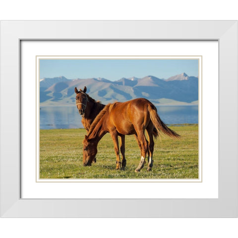 Horses on their mountain pasture at lake Song Kol  White Modern Wood Framed Art Print with Double Matting by Zwick, Martin