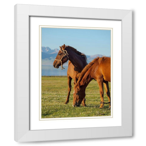 Horses on their mountain pasture at lake Song Kol  White Modern Wood Framed Art Print with Double Matting by Zwick, Martin