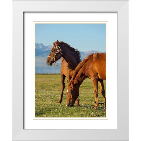 Horses on their mountain pasture at lake Song Kol  White Modern Wood Framed Art Print with Double Matting by Zwick, Martin