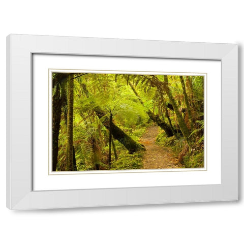New Zealand, North Island Trail through a forest White Modern Wood Framed Art Print with Double Matting by Illg, Cathy and Gordon