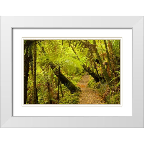 New Zealand, North Island Trail through a forest White Modern Wood Framed Art Print with Double Matting by Illg, Cathy and Gordon