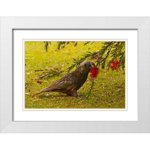 New Zealand, Stewart Island Kaka bird feeding White Modern Wood Framed Art Print with Double Matting by Illg, Cathy and Gordon