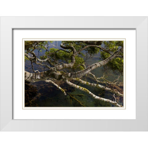 New Zealand, South Island,Twisted branches White Modern Wood Framed Art Print with Double Matting by Illg, Cathy and Gordon