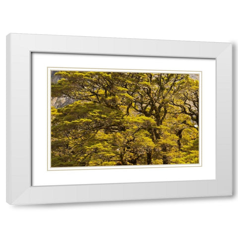 New Zealand, South Isl Silver beech trees White Modern Wood Framed Art Print with Double Matting by Illg, Cathy and Gordon