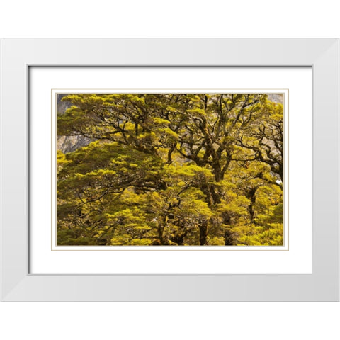 New Zealand, South Isl Silver beech trees White Modern Wood Framed Art Print with Double Matting by Illg, Cathy and Gordon