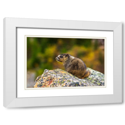 Hoary Marmot-Marmota caligata-Jasper National Park-Alberta-Canada White Modern Wood Framed Art Print with Double Matting by Bishop, Russ