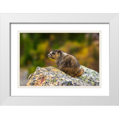 Hoary Marmot-Marmota caligata-Jasper National Park-Alberta-Canada White Modern Wood Framed Art Print with Double Matting by Bishop, Russ