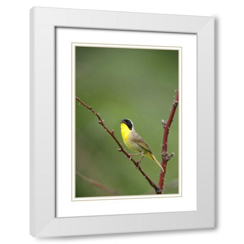 Canada, Quebec Common yellowthroat singing White Modern Wood Framed Art Print with Double Matting by Delisle, Gilles