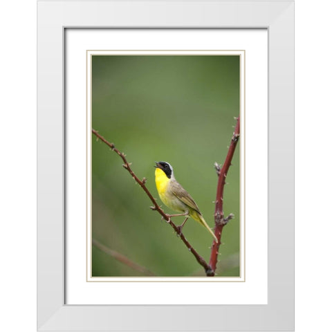 Canada, Quebec Common yellowthroat singing White Modern Wood Framed Art Print with Double Matting by Delisle, Gilles