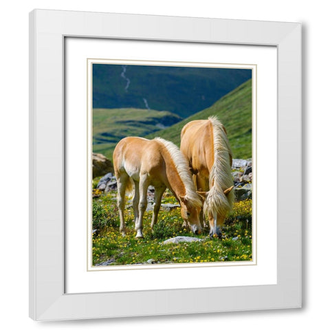 Haflinger Horse on its mountain pasture (Shieling) in the Otztal Alps White Modern Wood Framed Art Print with Double Matting by Zwick, Martin
