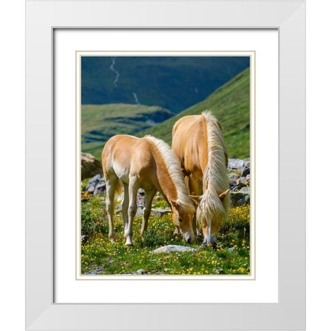 Haflinger Horse on its mountain pasture (Shieling) in the Otztal Alps White Modern Wood Framed Art Print with Double Matting by Zwick, Martin