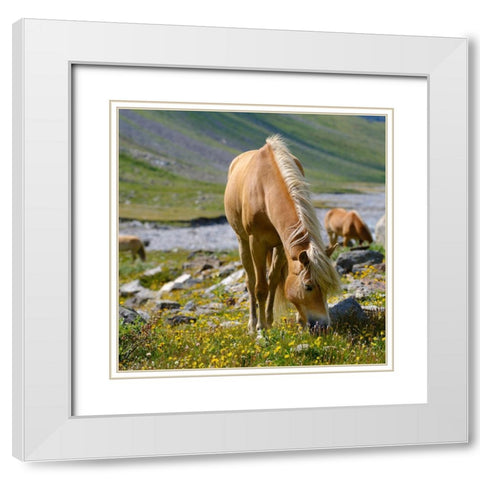 Haflinger Horse on its mountain pasture (Shieling) in the Otztal Alps White Modern Wood Framed Art Print with Double Matting by Zwick, Martin