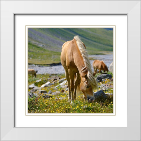 Haflinger Horse on its mountain pasture (Shieling) in the Otztal Alps White Modern Wood Framed Art Print with Double Matting by Zwick, Martin