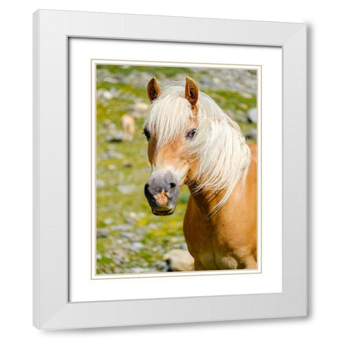 Haflinger Horse on its mountain pasture (Shieling) in the Otztal Alps White Modern Wood Framed Art Print with Double Matting by Zwick, Martin