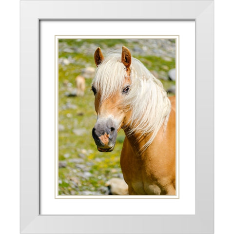 Haflinger Horse on its mountain pasture (Shieling) in the Otztal Alps White Modern Wood Framed Art Print with Double Matting by Zwick, Martin