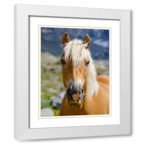 Haflinger Horse on its mountain pasture (Shieling) in the Otztal Alps White Modern Wood Framed Art Print with Double Matting by Zwick, Martin