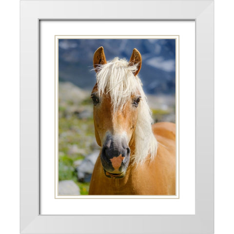 Haflinger Horse on its mountain pasture (Shieling) in the Otztal Alps White Modern Wood Framed Art Print with Double Matting by Zwick, Martin
