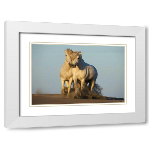France, Provence Two white Camargue horses White Modern Wood Framed Art Print with Double Matting by Zuckerman, Jim