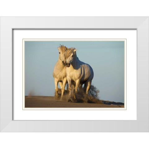 France, Provence Two white Camargue horses White Modern Wood Framed Art Print with Double Matting by Zuckerman, Jim