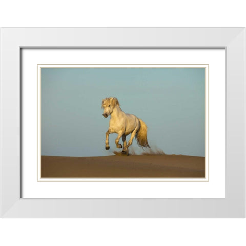 France, Provence Camargue horse running in sand White Modern Wood Framed Art Print with Double Matting by Zuckerman, Jim
