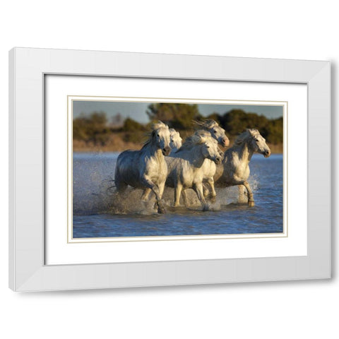 France, Provence White Camargue horses running White Modern Wood Framed Art Print with Double Matting by Zuckerman, Jim