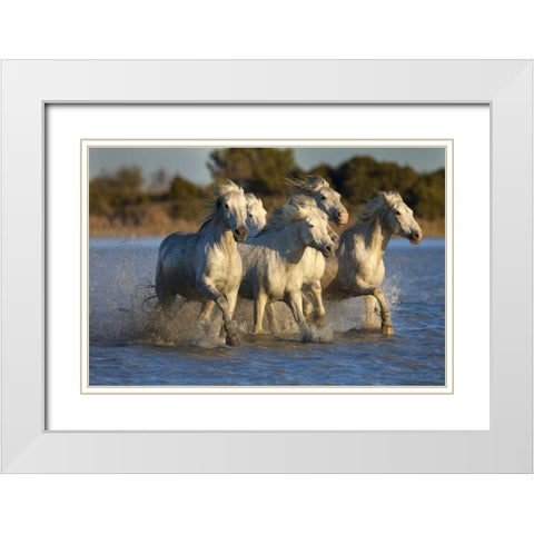 France, Provence White Camargue horses running White Modern Wood Framed Art Print with Double Matting by Zuckerman, Jim