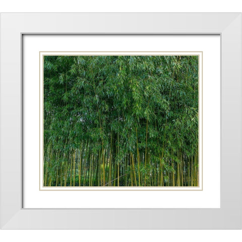 France-Giverny Bamboo forest in Monets Garden White Modern Wood Framed Art Print with Double Matting by Jaynes Gallery