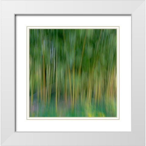 France-Giverny Abstract of bamboo forest in Monets Garden White Modern Wood Framed Art Print with Double Matting by Jaynes Gallery