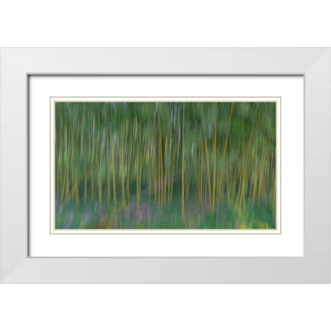 France-Giverny Abstract of bamboo forest in Monets Garden White Modern Wood Framed Art Print with Double Matting by Jaynes Gallery