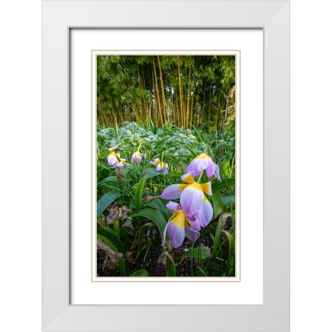 France-Giverny Spring flowers and bamboo forest in Monets Garden White Modern Wood Framed Art Print with Double Matting by Jaynes Gallery