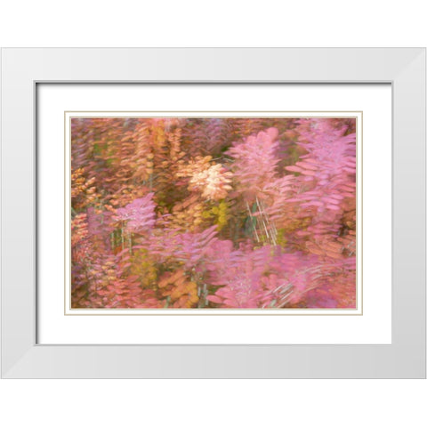 France-Giverny Impression of flowers in Monets Garden White Modern Wood Framed Art Print with Double Matting by Jaynes Gallery