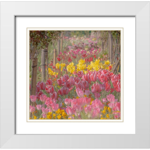 France-Giverny Tulips in Monets Garden White Modern Wood Framed Art Print with Double Matting by Jaynes Gallery