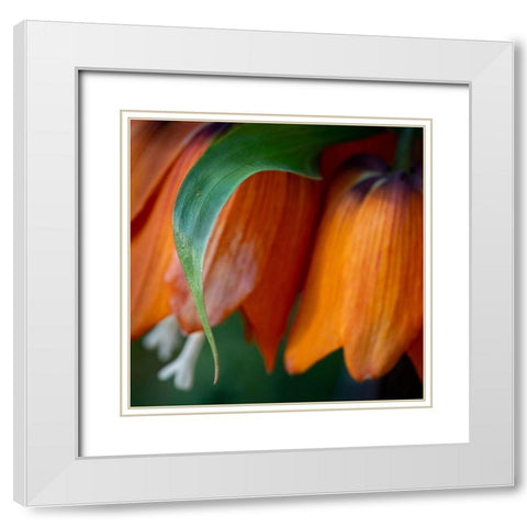 France-Giverny Close-up of orange flowers in Monets Garden White Modern Wood Framed Art Print with Double Matting by Jaynes Gallery