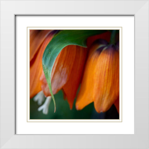 France-Giverny Close-up of orange flowers in Monets Garden White Modern Wood Framed Art Print with Double Matting by Jaynes Gallery