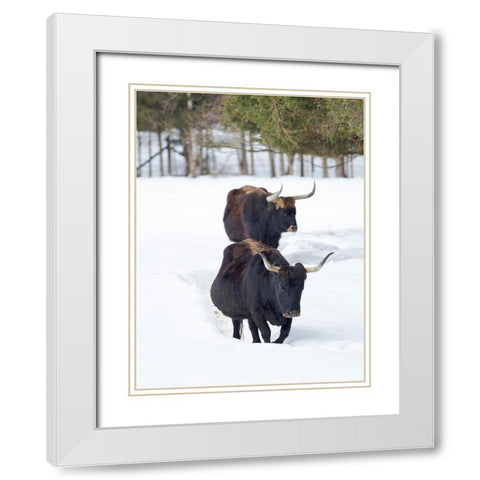 Heck Cattle an attempt to breed back the extinct Aurochs from domestic cattle Germany-Bavaria White Modern Wood Framed Art Print with Double Matting by Zwick, Martin