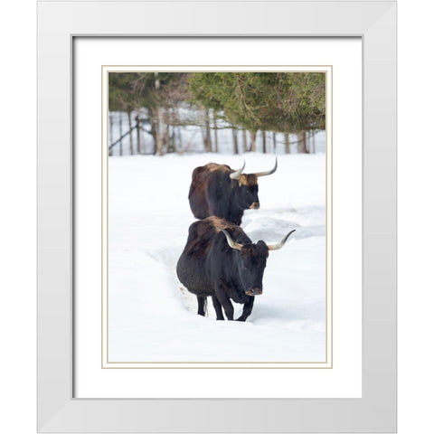 Heck Cattle an attempt to breed back the extinct Aurochs from domestic cattle Germany-Bavaria White Modern Wood Framed Art Print with Double Matting by Zwick, Martin