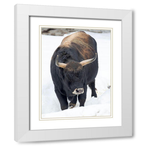 Heck Cattle -an attempt to breed back the extinct Aurochs from domestic cattle Germany-Bavaria White Modern Wood Framed Art Print with Double Matting by Zwick, Martin