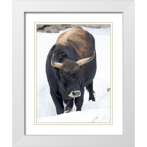 Heck Cattle -an attempt to breed back the extinct Aurochs from domestic cattle Germany-Bavaria White Modern Wood Framed Art Print with Double Matting by Zwick, Martin