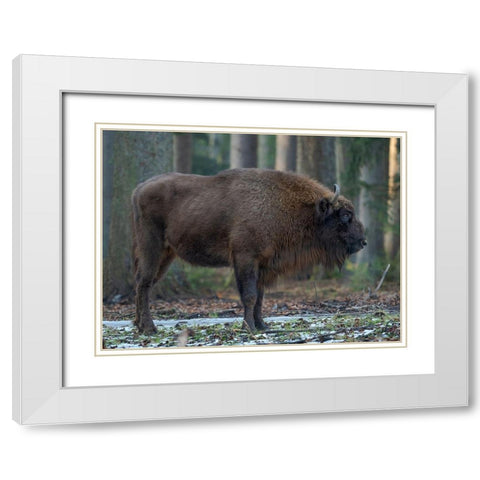 Wisent or European bison during winter Bavarian Forest National Park Germany-Bavaria White Modern Wood Framed Art Print with Double Matting by Zwick, Martin
