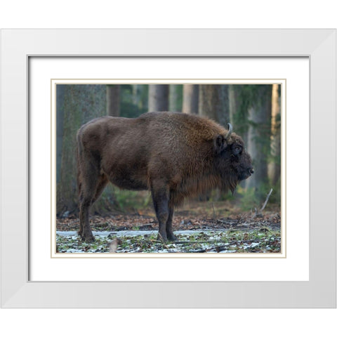 Wisent or European bison during winter Bavarian Forest National Park Germany-Bavaria White Modern Wood Framed Art Print with Double Matting by Zwick, Martin