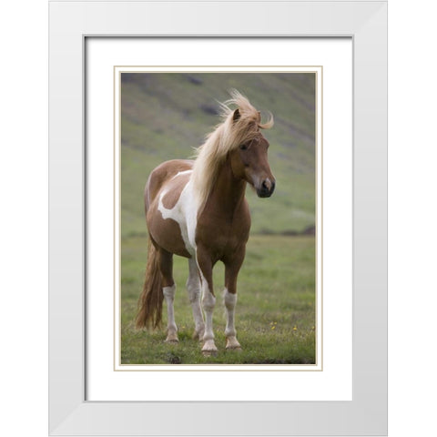 Iceland, Snaefellsnes Peninsula Icelandic horse White Modern Wood Framed Art Print with Double Matting by Grall, Don