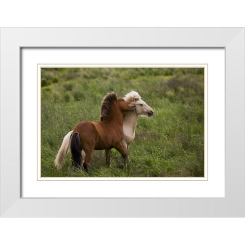 Iceland Icelandic horses getting feisty White Modern Wood Framed Art Print with Double Matting by Grall, Don