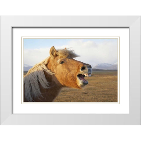 Iceland, Hofn Icelandic horse seems to laugh White Modern Wood Framed Art Print with Double Matting by Anon, Josh