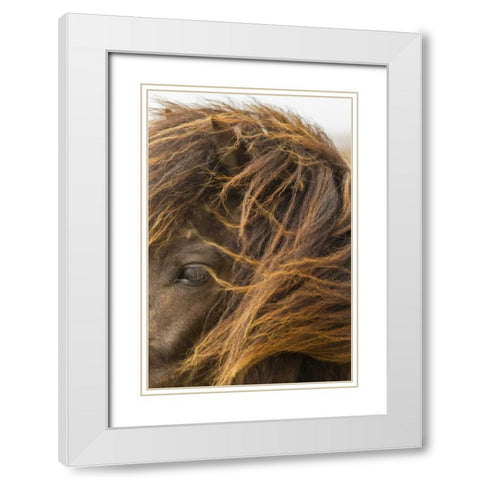 Europe, Iceland Icelandic horses head White Modern Wood Framed Art Print with Double Matting by Illg, Cathy and Gordon