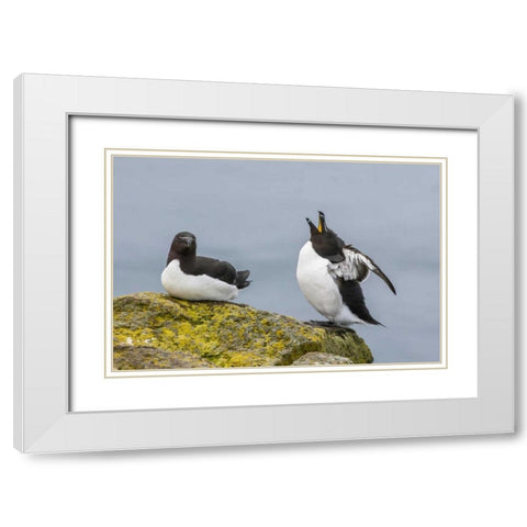 Iceland, Latrabjarg Male Razorbill in courtship White Modern Wood Framed Art Print with Double Matting by Illg, Cathy and Gordon