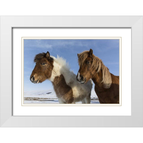 Iceland Icelandic horses White Modern Wood Framed Art Print with Double Matting by Young, Bill