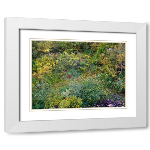 Colorful autumnal vegetation in Asbyrgi canyon in Vatnajokull National Park- Iceland White Modern Wood Framed Art Print with Double Matting by Zwick, Martin