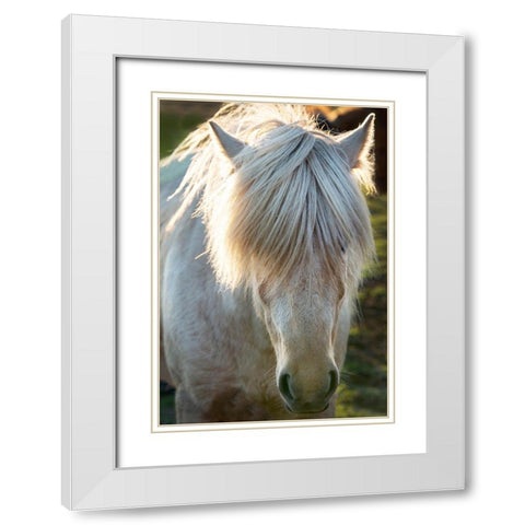 A shaggy horse in southern Iceland White Modern Wood Framed Art Print with Double Matting by Steve Mohlenkamp
